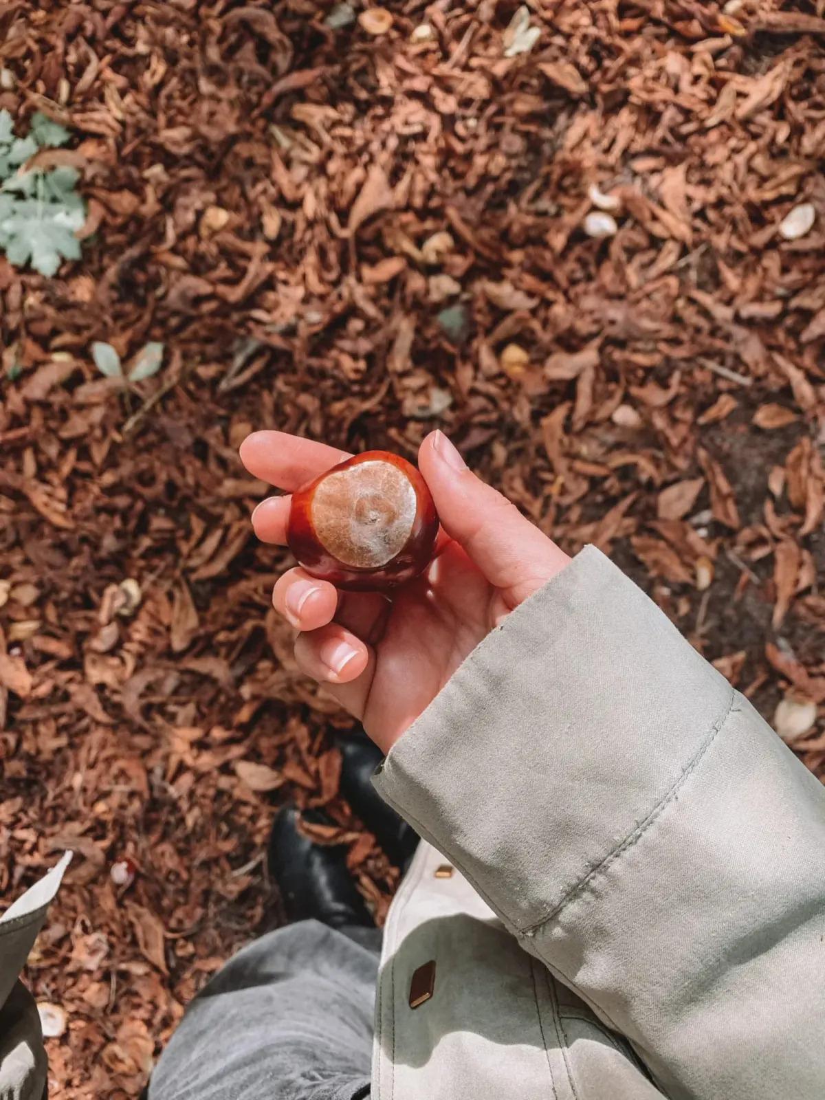 Chestnuts used to make DIY laundry detergent